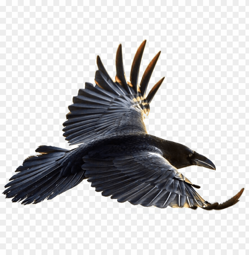 crow flying PNG transparent with Clear Background ID 85807
