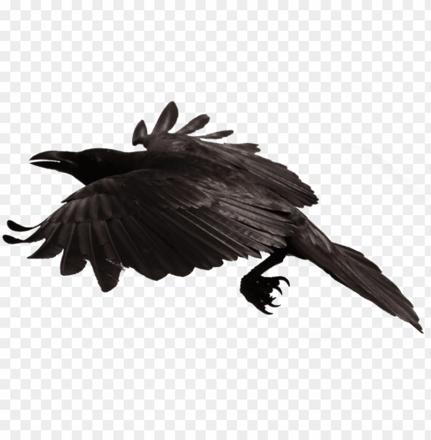 free PNG crow free png transparent background images free download - crow transparent fly PNG image with transparent background PNG images transparent
