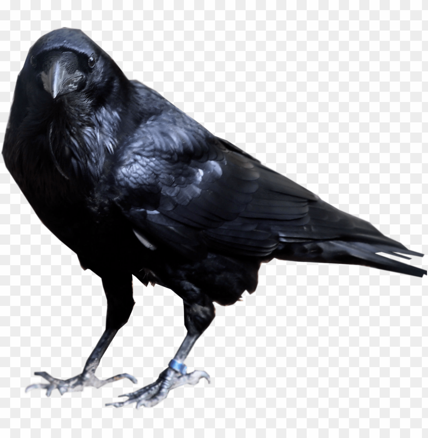 Download Crow Looking Into Camera Png Images Background