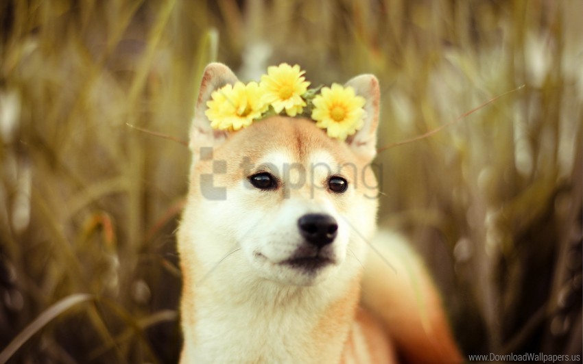 dog, Shiba Inu, flowers, nature, pet, animal, golden