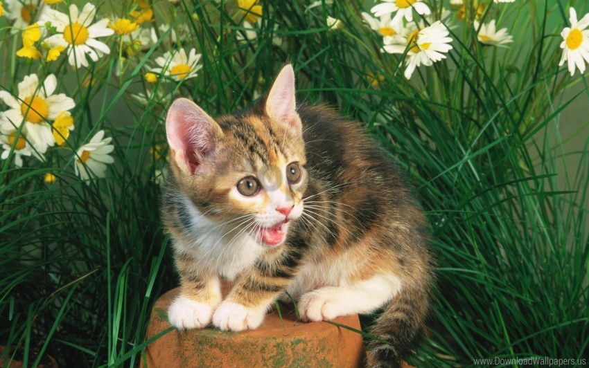 crying flowers grass kitten tree stump wallpaper background best stock photos - Image ID 160518