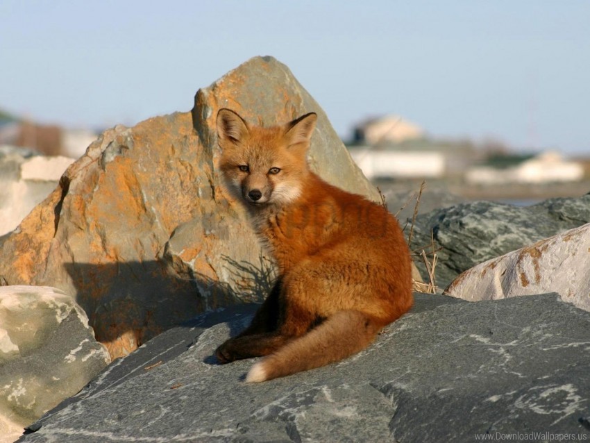 free PNG cub, danger, fox, rocks, young fox wallpaper background best stock photos PNG images transparent