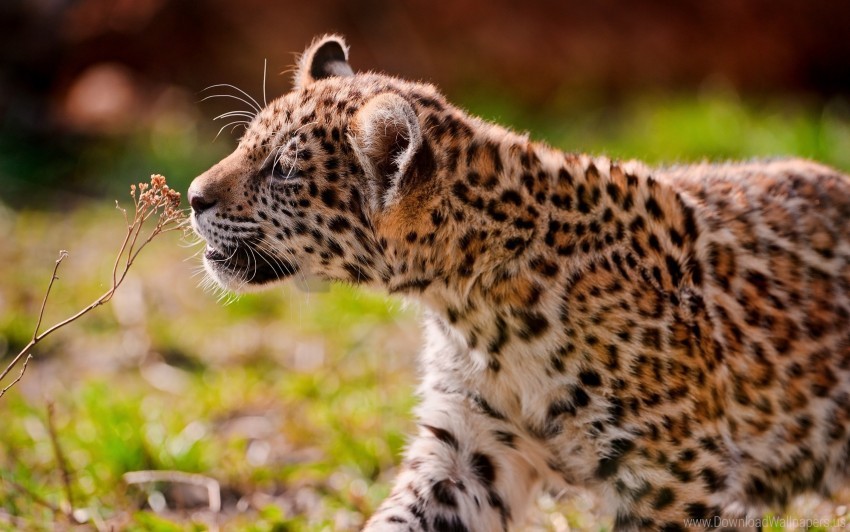 cub eyes grass jaguar walk wallpaper background best stock photos - Image ID 160177