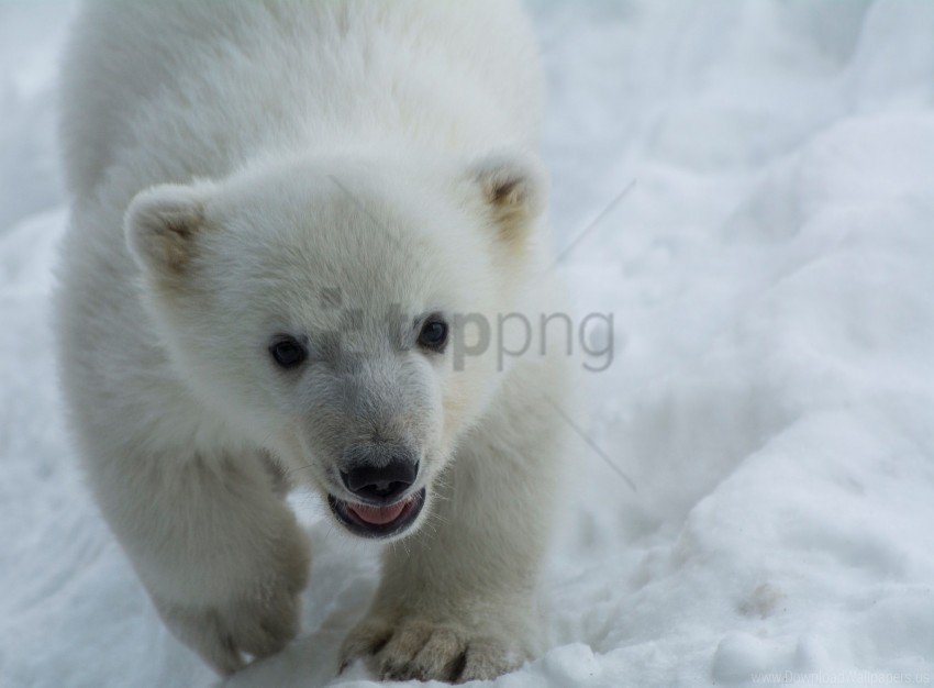 cub, eyes, polar bear, predator, snow wallpaper background best stock photos@toppng.com