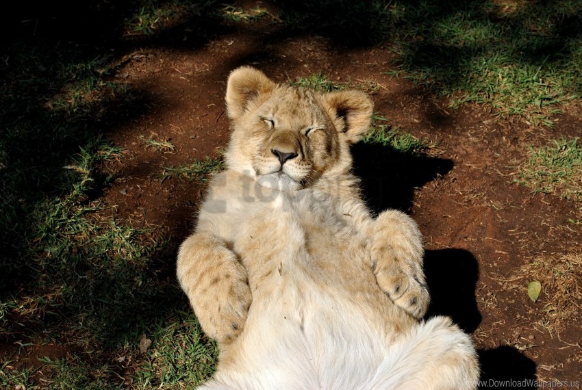 cub lion predator rest wallpaper background best stock photos - Image ID 147004