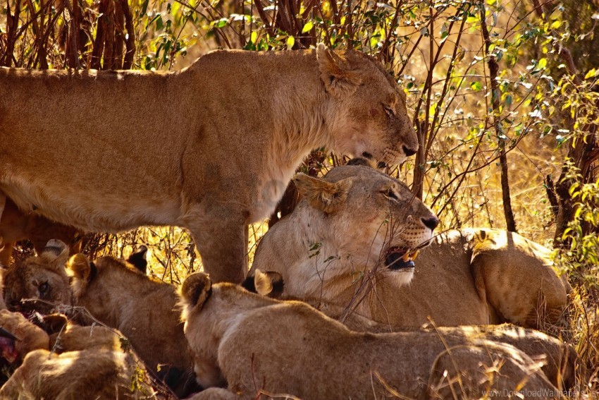 cubs family grass lion predators sit wallpaper background best stock photos - Image ID 148745