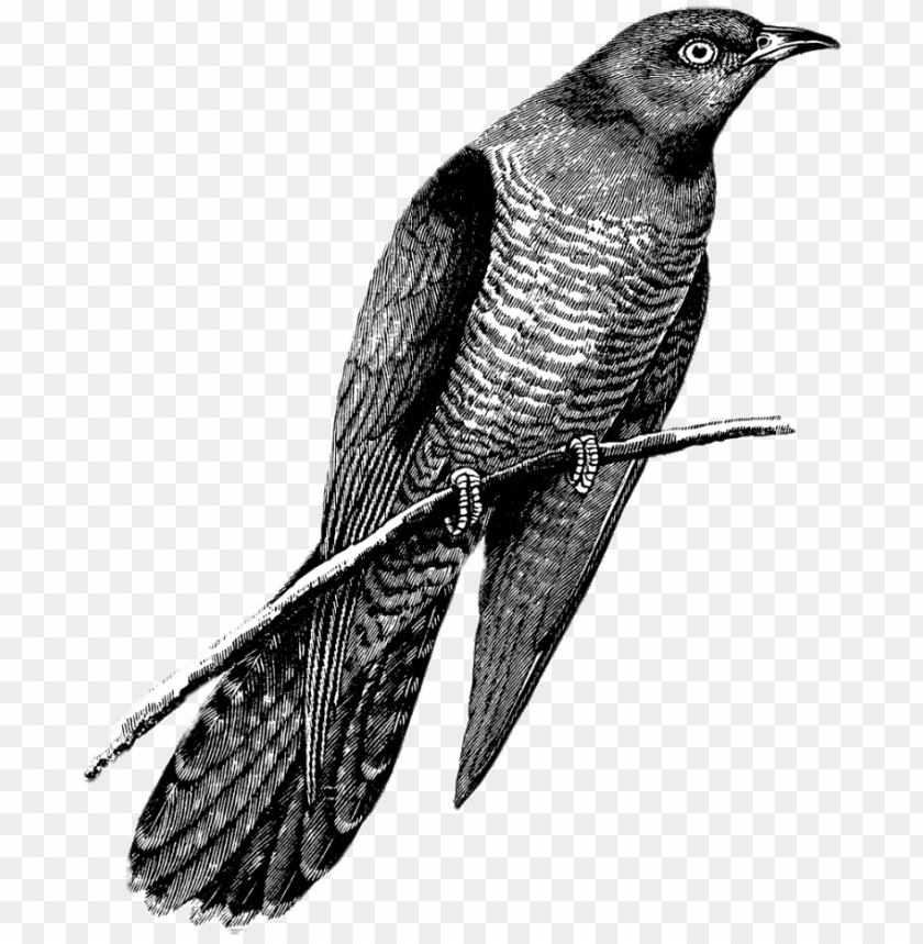 animals, birds, cuckoos, cuckoo drawing black and white, 