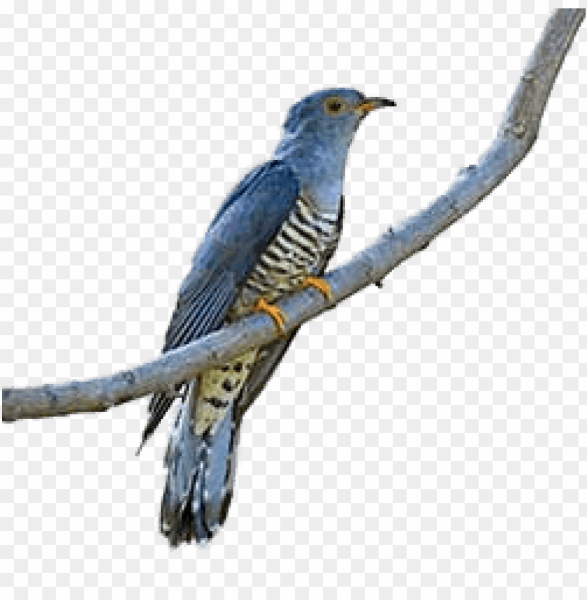 animals, birds, cuckoos, cuckoo on a branch, 