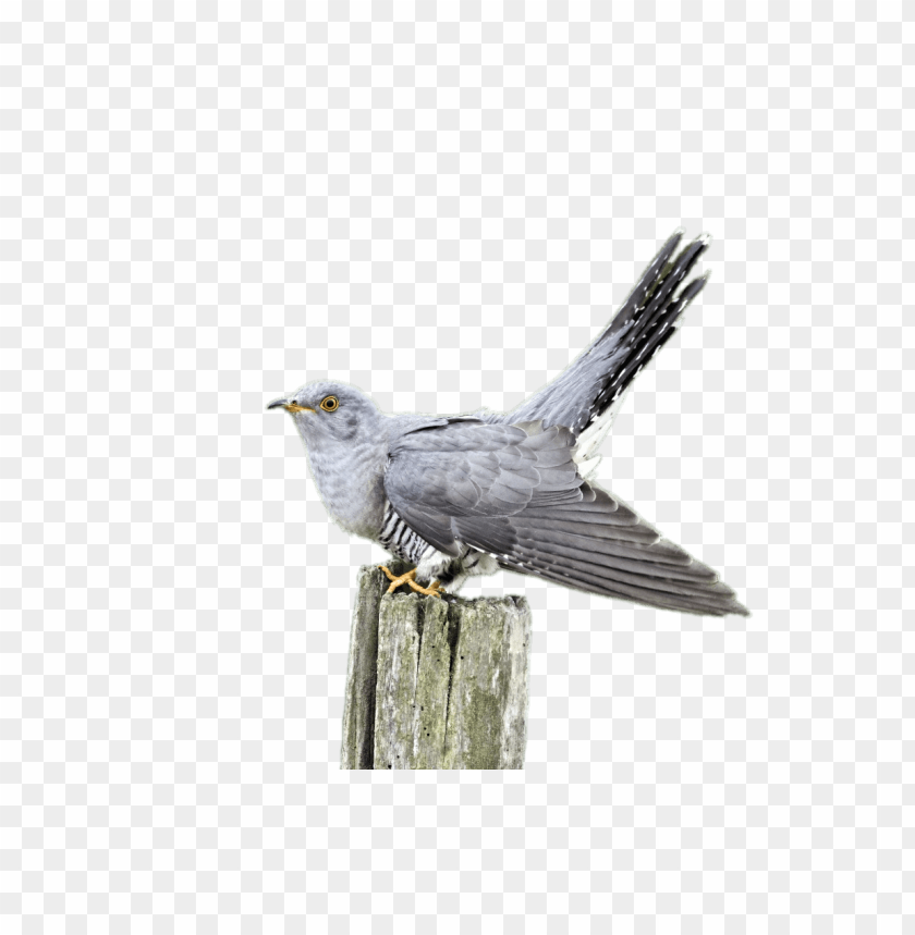 animals, birds, cuckoos, cuckoo on a wooden pole, 