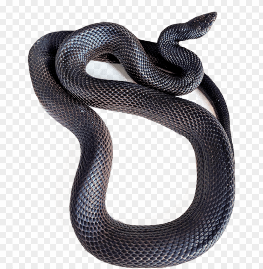 currently we are working with pine snakes trans pecos black racer snake transparent PNG transparent with Clear Background ID 223068