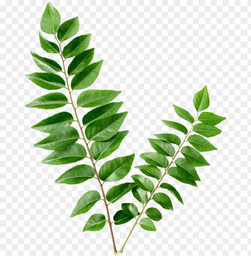 curry leaf kari patta PNG image with transparent background@toppng.com