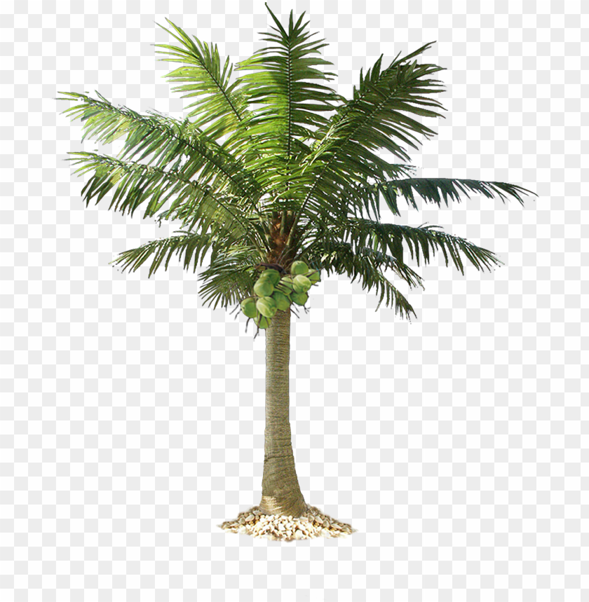 cut out palm trees PNG transparent with Clear Background ID 231797