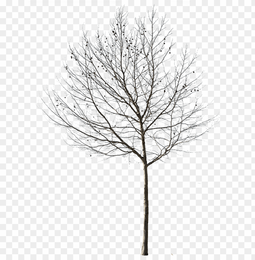 Cut Out Tree Photo With Transparent Background Clipart