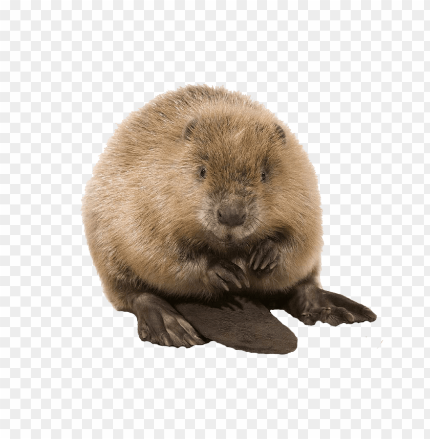 animals, beavers, cute beaver, 