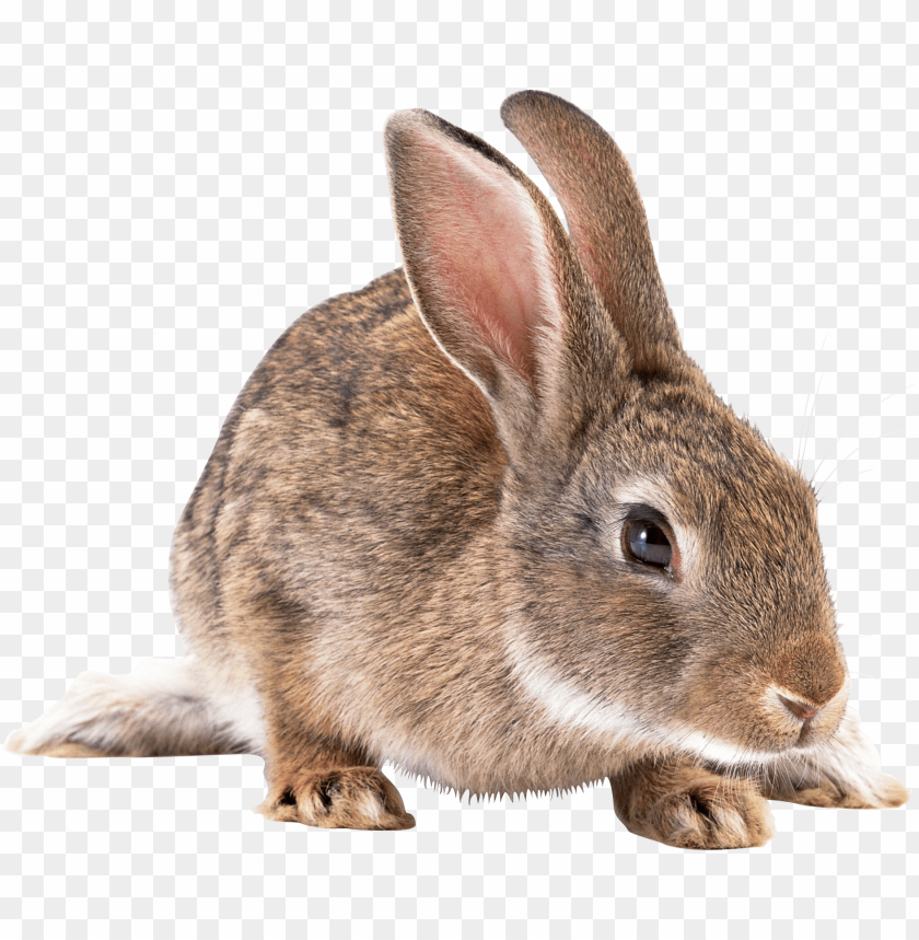 
rabbit
, 
cute
, 
brown
, 
white
, 
fur
, 
friendly
, 
pet
