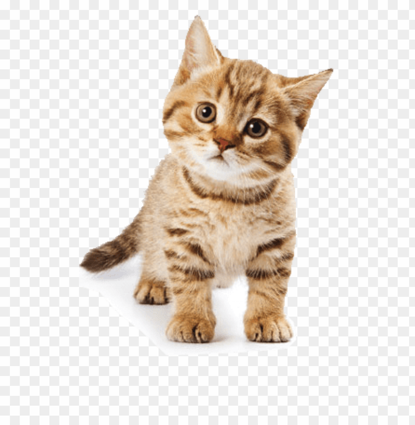 cute cat PNG transparent with Clear Background ID 99710