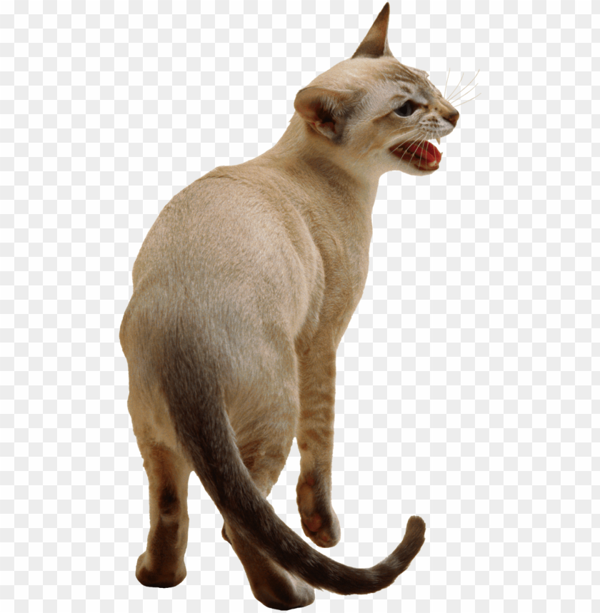 free PNG cute cat png image - siamese cat transparent background PNG image with transparent background PNG images transparent