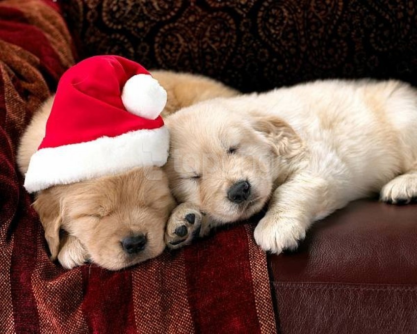 Cute Christmas Wallpaper With Two Puppies PNG Transparent Background