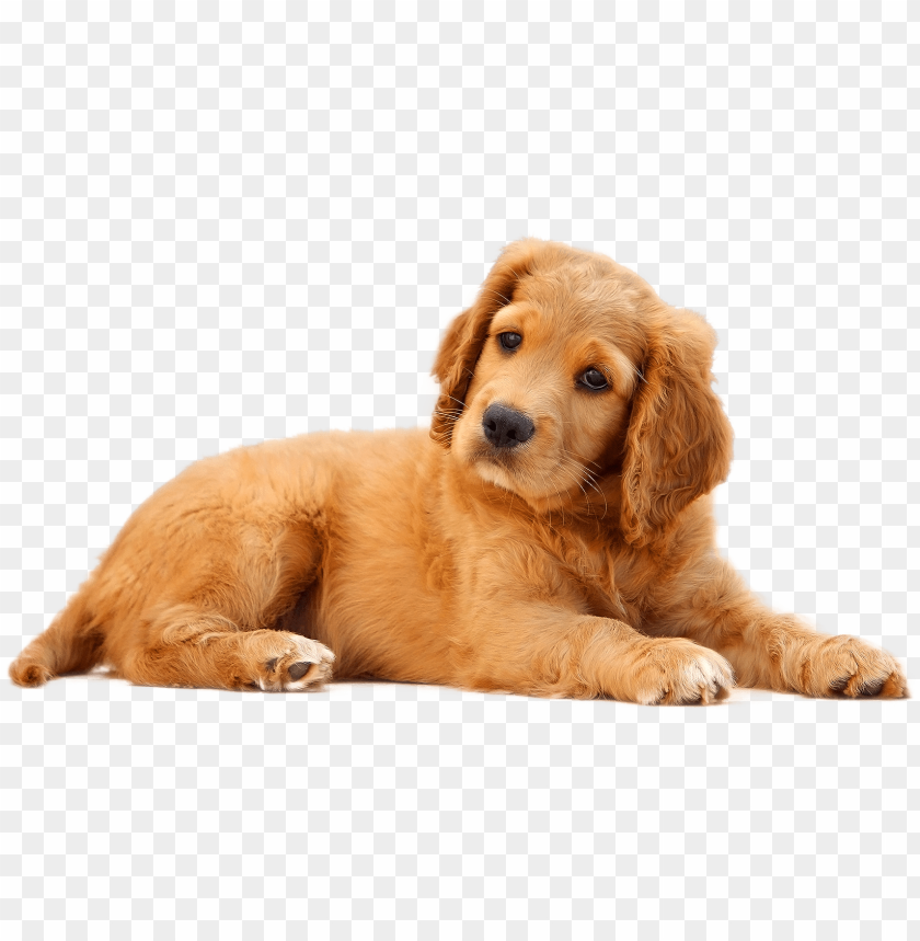 dog with no background