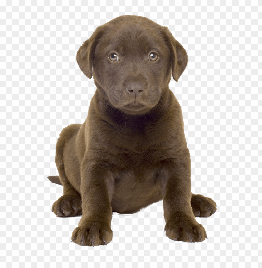 
dog
, 
doggy
, 
cute
, 
hound
, 
whelp
, 
brown
, 
begging
