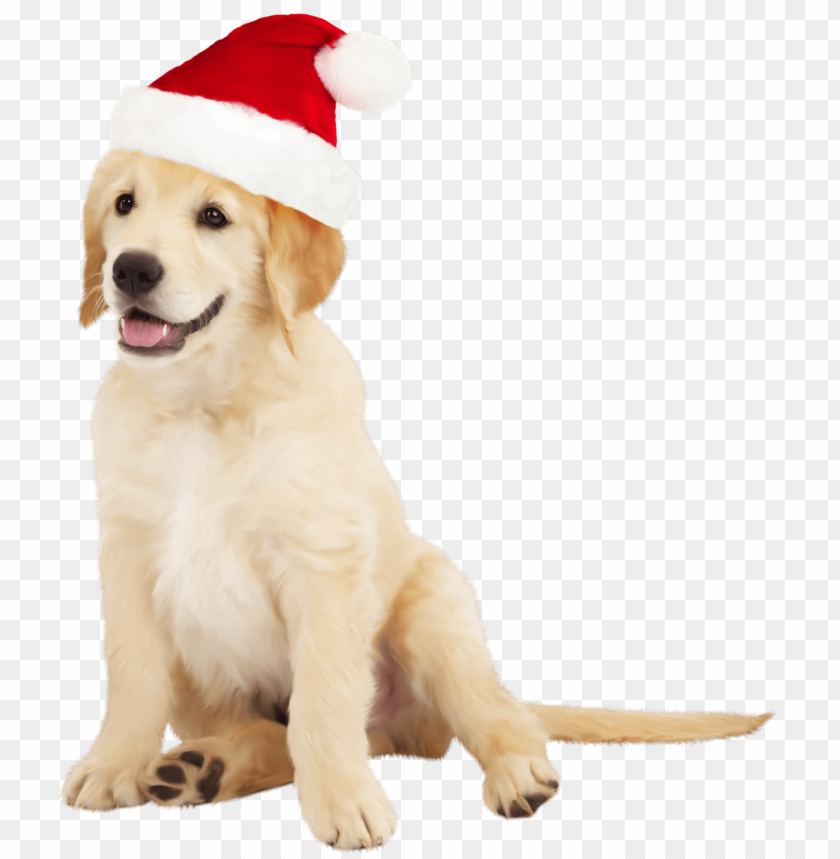 cute, dog, hat, santa