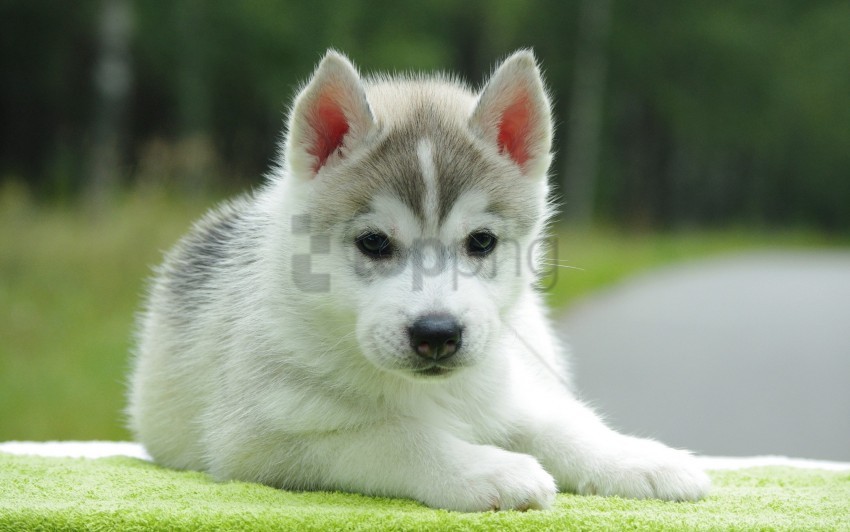 Cute Down Husky Puppy Wallpaper Background Best Stock Photos Toppng