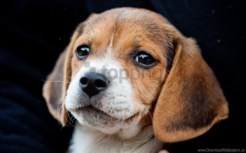 cute ears puppy snout wallpaper background best stock photos - Image ID 160878
