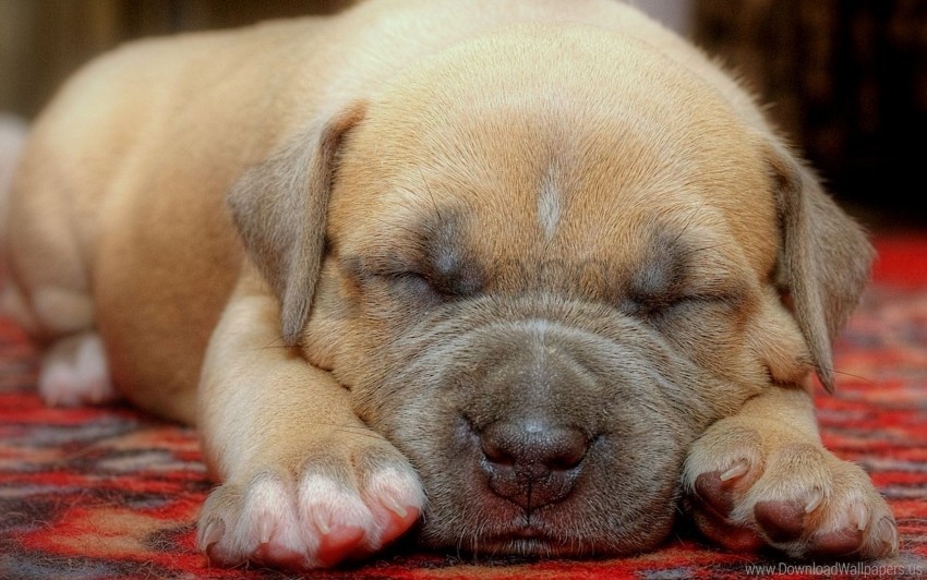 Cute Face Puppy Sleeping Wallpaper Background Best Stock Photos Toppng - roblox puppy face hitler