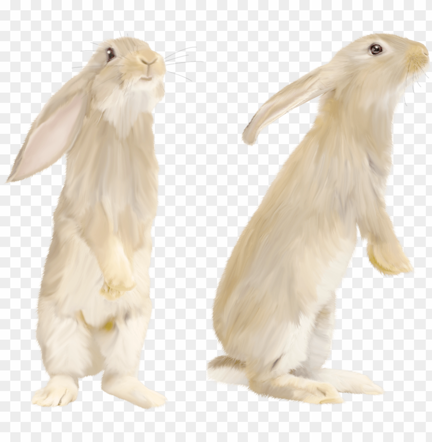 
rabbit
, 
cute
, 
brown
, 
white
, 
fur
, 
friendly
, 
pet
