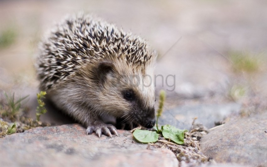 cute hedgehog nose spiny wallpaper background best stock photos - Image ID 160626