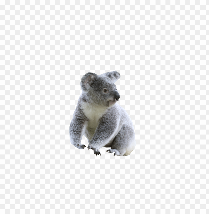 
koala
, 
sitting
, 
grey koala
, 
lazy animal
