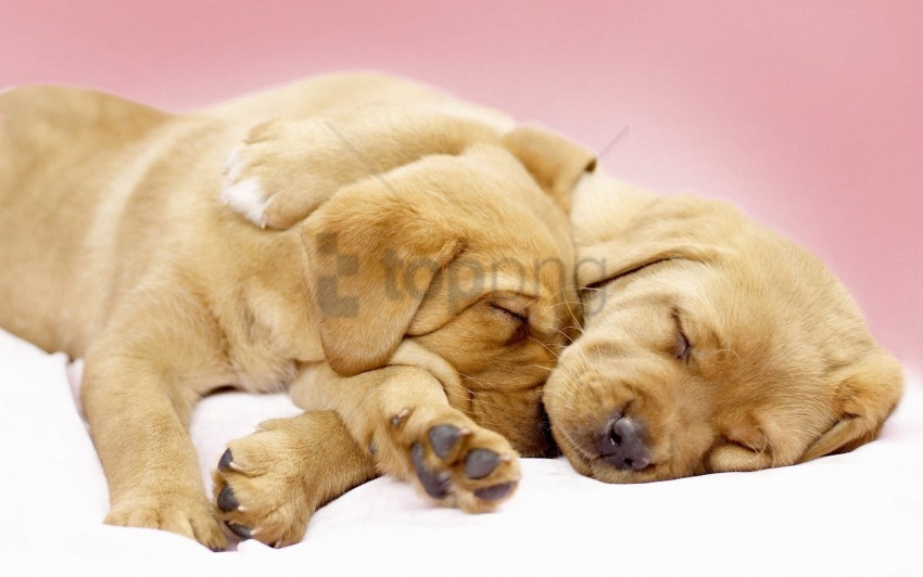 cute labradors puppies sleeping wallpaper background best stock photos - Image ID 157585