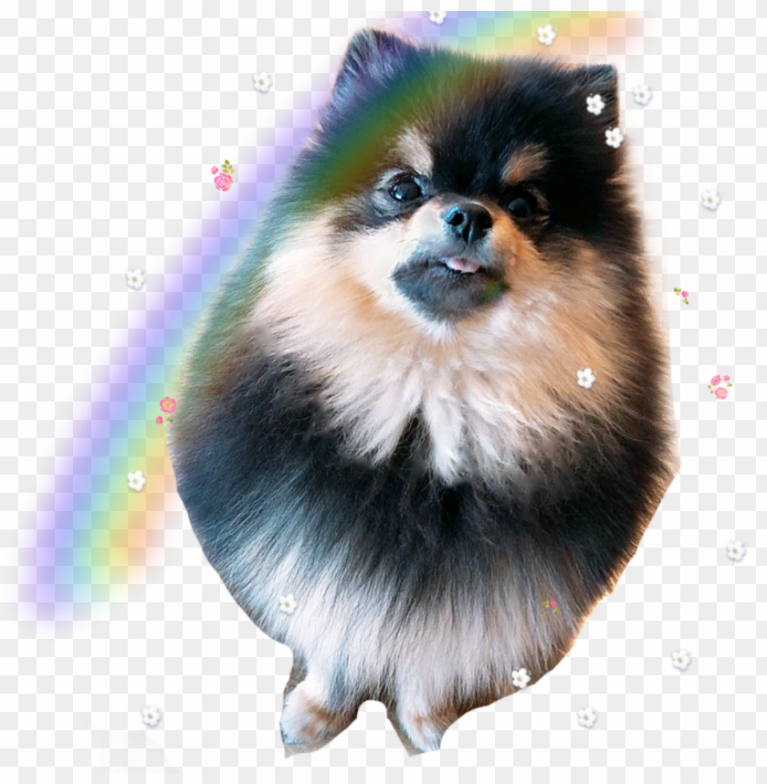 Cute Pic Of Animals Bts V Dog Yeonta Png Image With Transparent