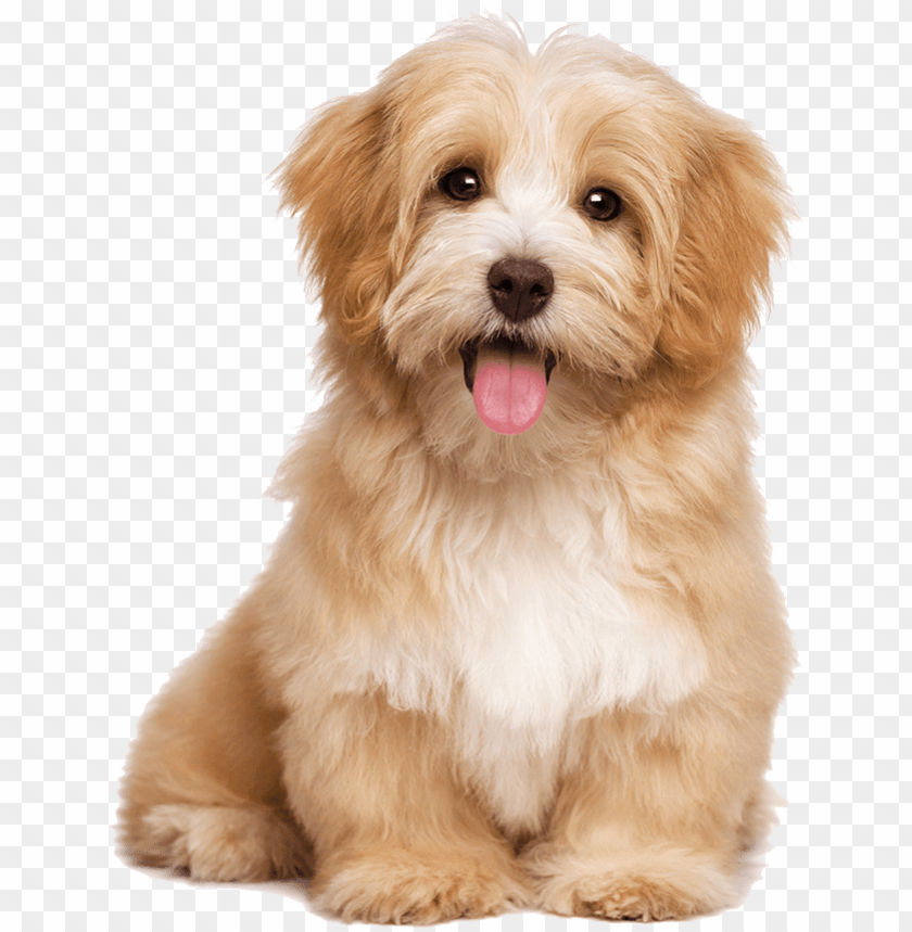 illustration, dogs, banner, dog face, dog, pug, pattern