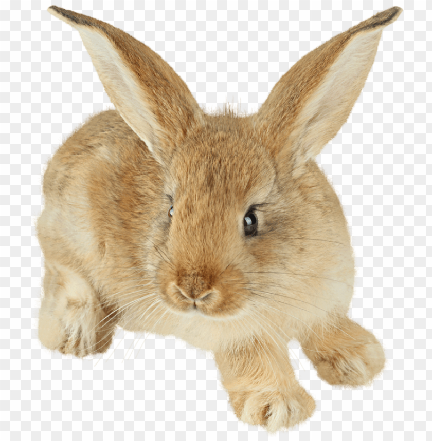 Cute Rabbit With Enormous Ears Png Images Background - Image ID 9625
