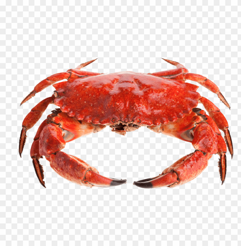 
crab
, 
red
, 
cute
, 
hot
