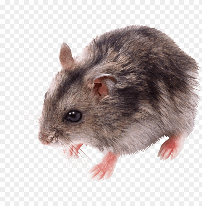 animals, mice, cute small mouse, 