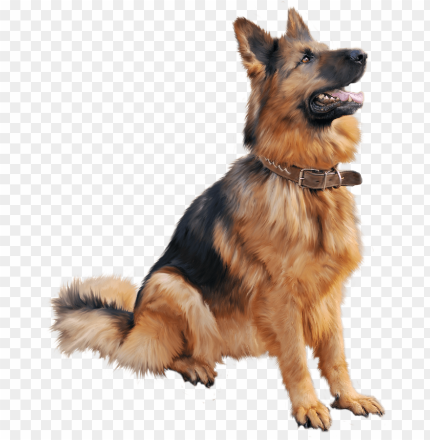 Dogs, German Shepherd, Training, Nutrition, Health