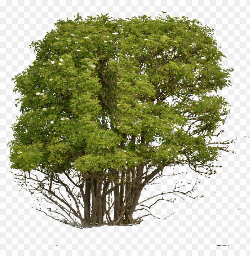 cutout tree softwood and hardwood trees PNG transparent with Clear Background ID 218465