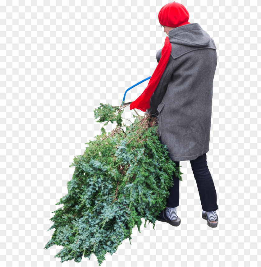 
man
, 
people
, 
persons
, 
male
, 
christmas
, 
christmas tree
, 
cut
