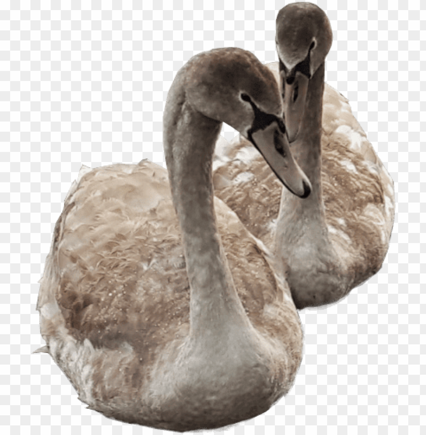 free PNG cygnets swimming png image transparent background swans - transparent duck swimmi PNG image with transparent background PNG images transparent