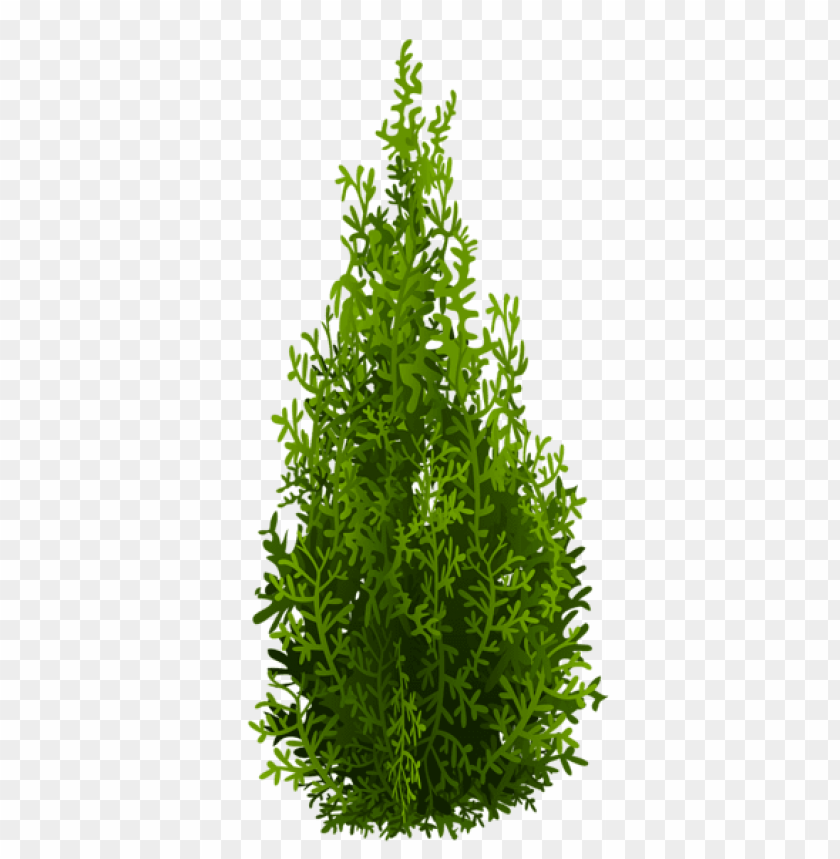 PNG image of cypress with a clear background - Image ID 49330