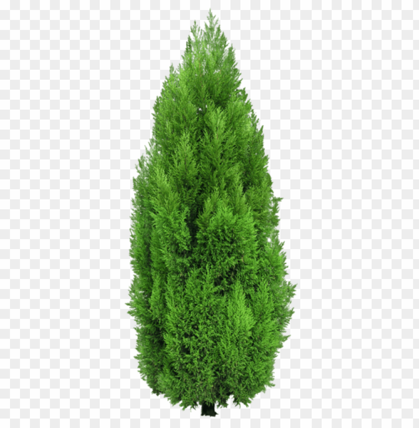 PNG image of cypress tree with a clear background - Image ID 47670