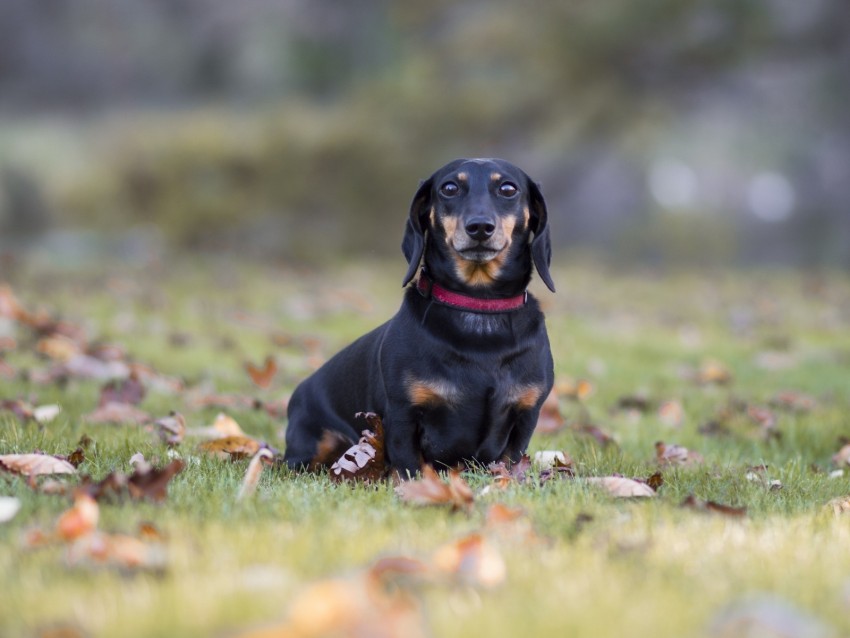 dachshund, dog, black, lop-eared, collar, lawn, fallen leaves