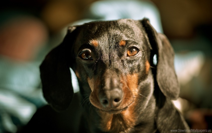 dachshund dog ears muzzle wallpaper background best stock photos - Image ID 150247