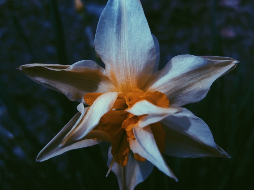 daffodil, flower, white, petals, macro