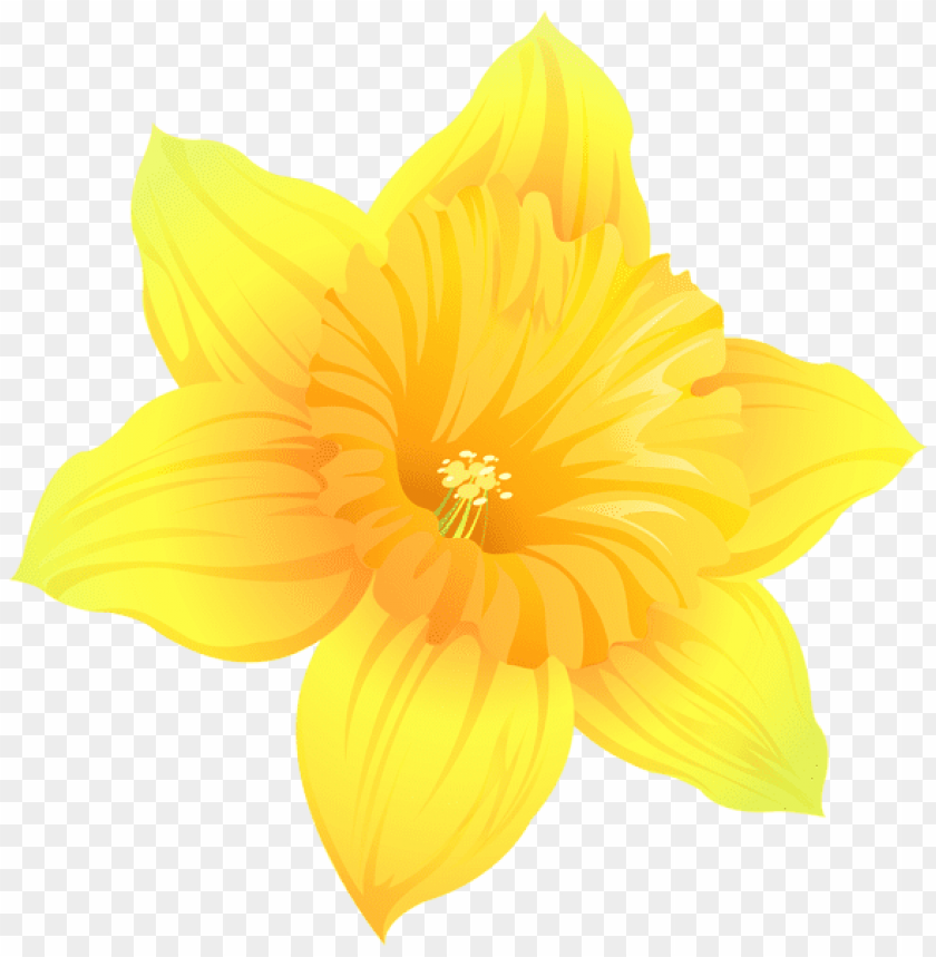 daffodil transparent