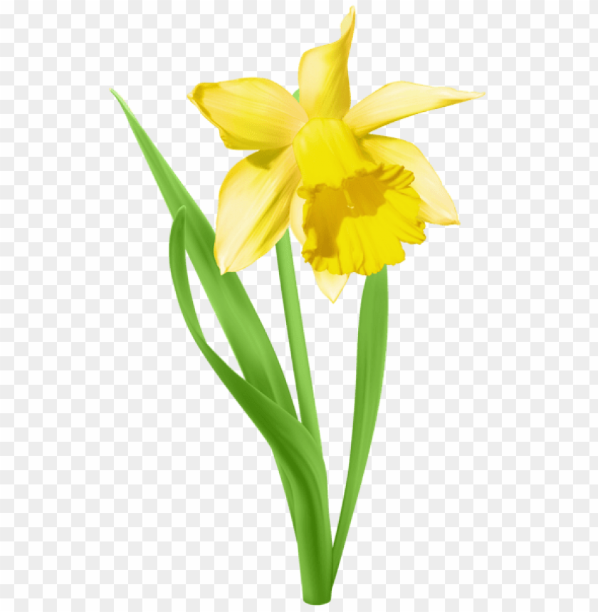 daffodil transparent