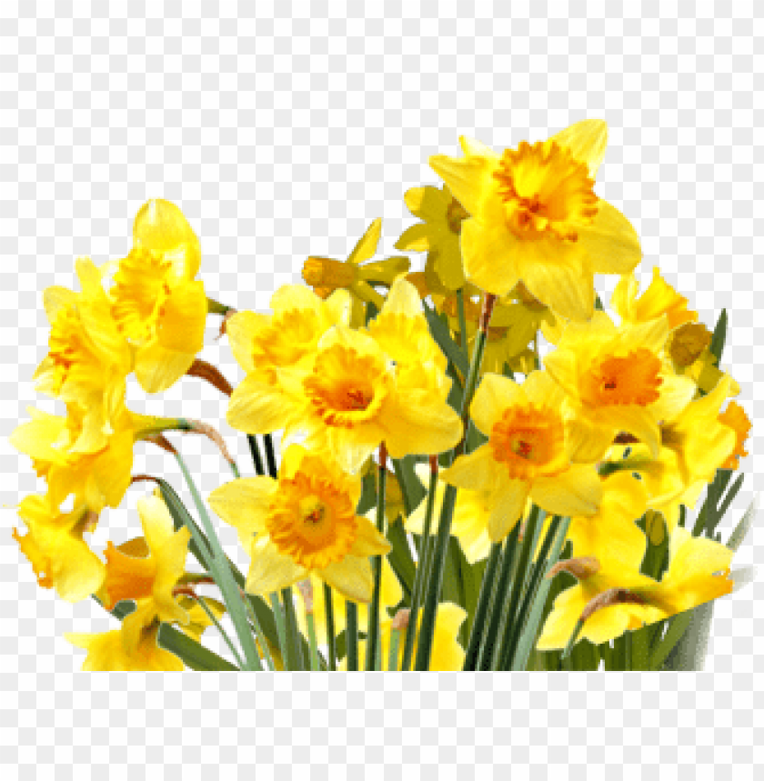 PNG image of daffodils with a clear background - Image ID 8891