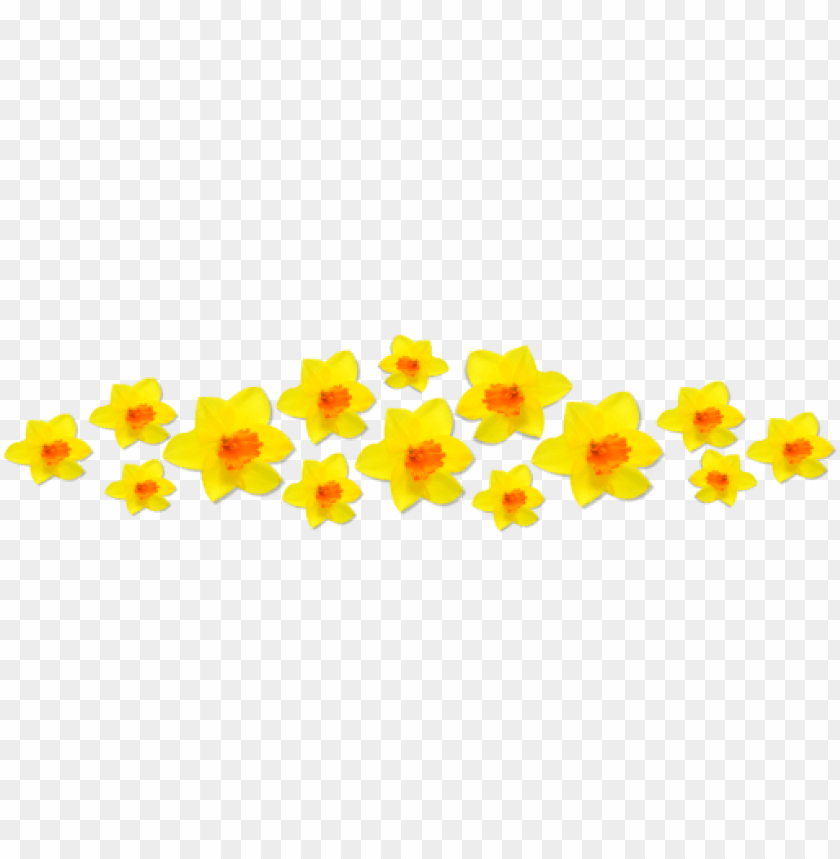 daffodils,زهراء النرجس